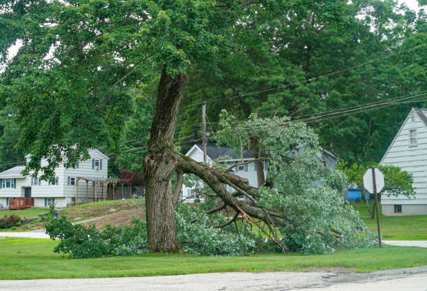  , USA Tree Removal Pros